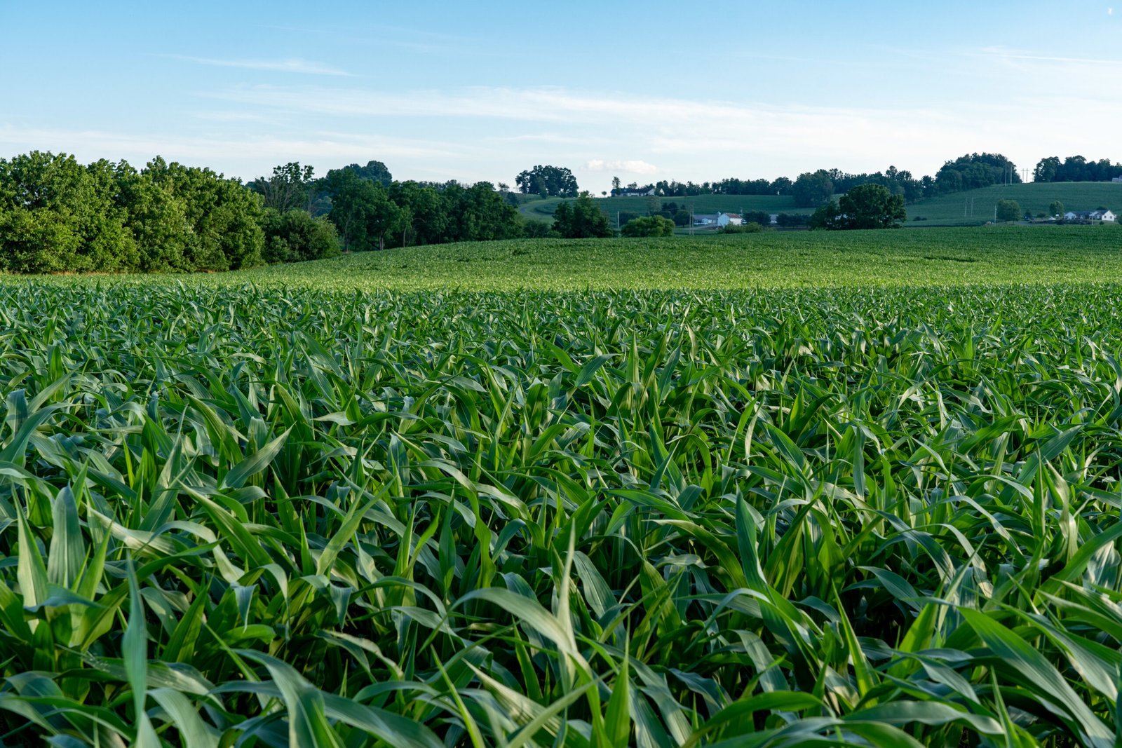closeup shot large green corn field scaled.jpg
